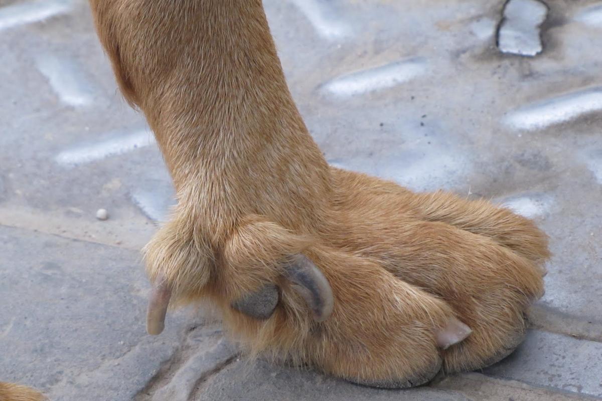 Por que meu cachorro tem 5 dedos nas patas traseiras