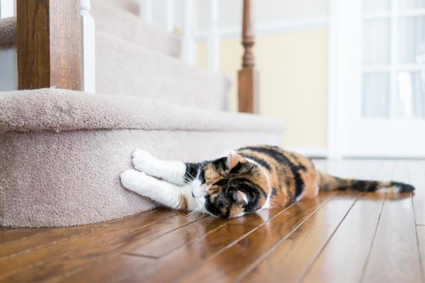 Como os gatos marcam território? - Tipos de marcação em gatos