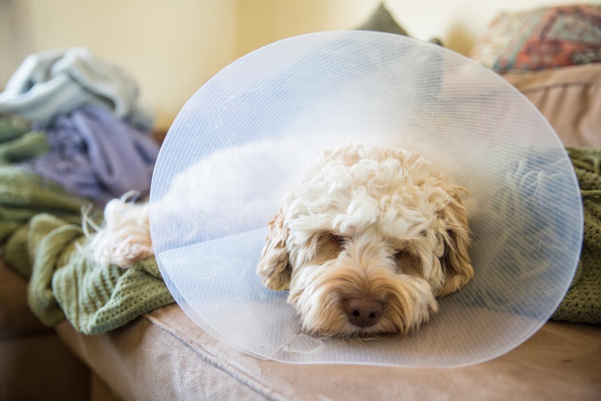 Cachorro não faz xixi depois da castração: causas e o que fazer