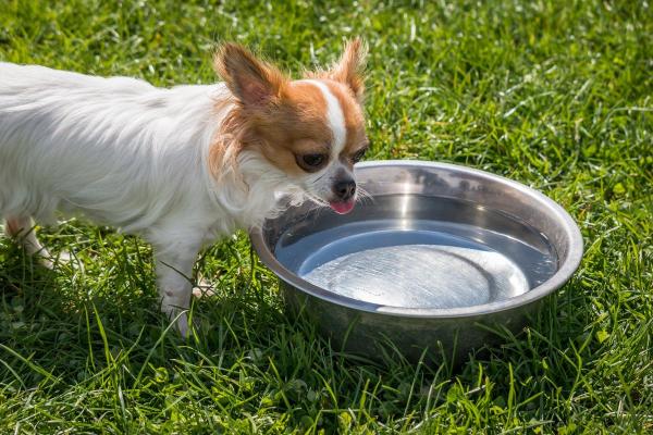 Meu cachorro não quer comer e bebe muita água - Causas