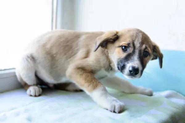 Meu cachorro não quer comer e bebe muita água - Causas - Síndrome de Addison ou hipoadrenocorticismo