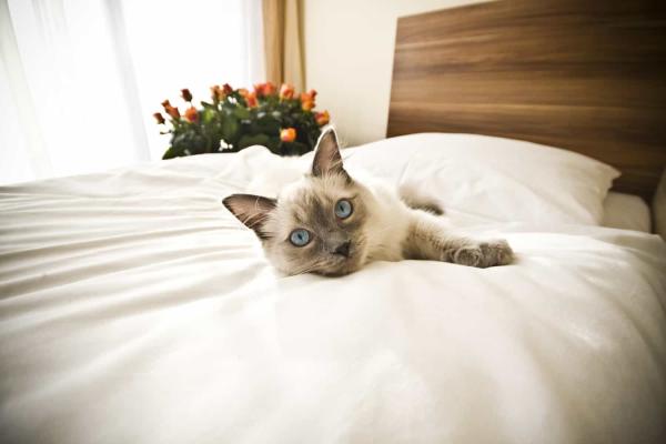 Como tirar o cheiro da urina de gato - Como limpar urina de gato do colchão