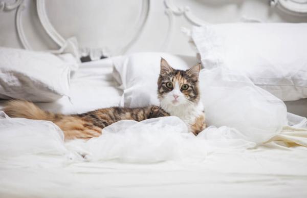 Como tirar o cheiro da urina de gato