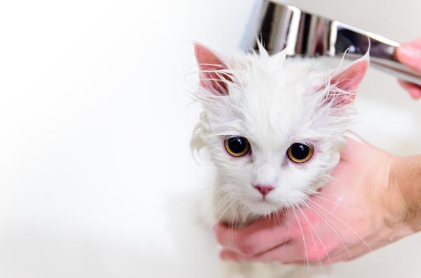 Como tirar o cheiro da urina de gato - Como tirar o cheiro de gato do ambiente
