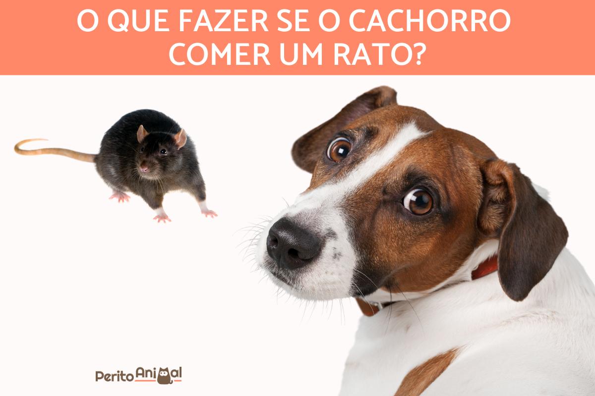 Meu cachorro comeu um rato, ele pode morrer?