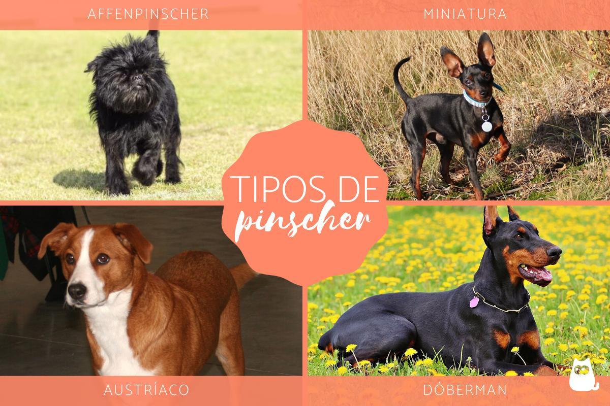 Tipos de Pinscher