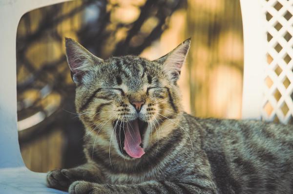 Até quando um gato é filhote? - Com que idade os gatos param de brincar?