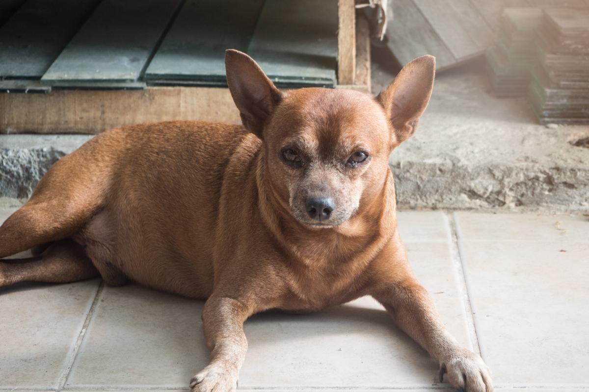 Como saber se o meu cachorro está gordo?