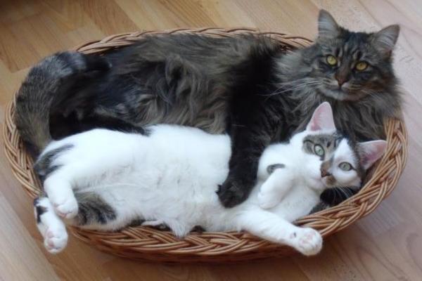 Até quando um gato é filhote? - Crescimento dos gatos de acordo com a raça