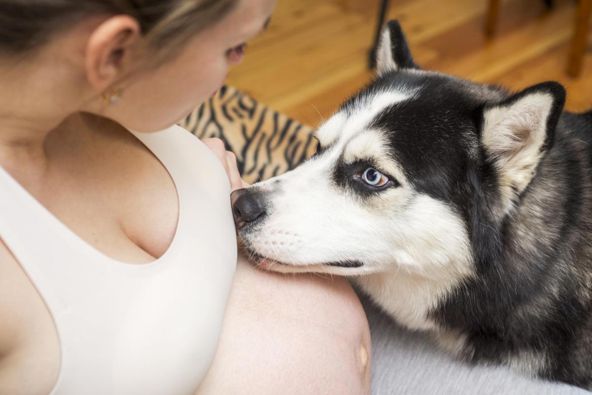 Estou grávida e meu cachorro não desgruda de mim, é normal?