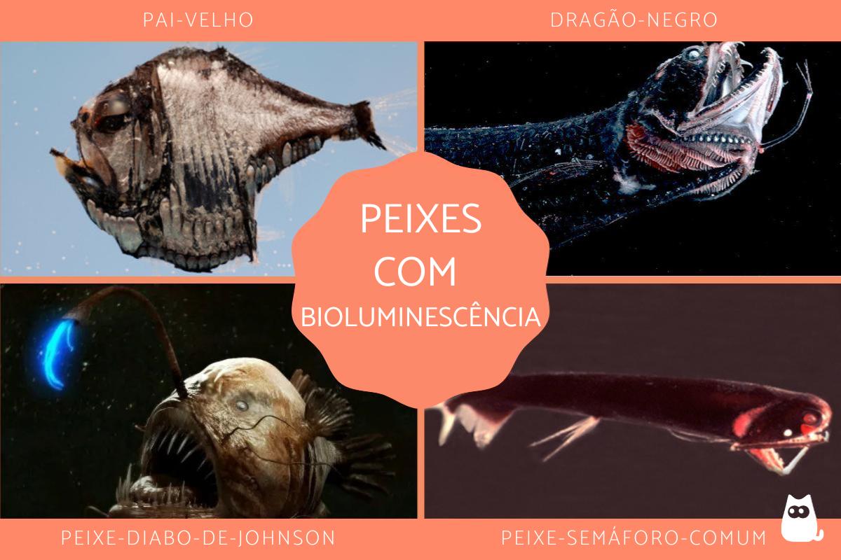 Peixes bioluminescentes: exemplos com fotos