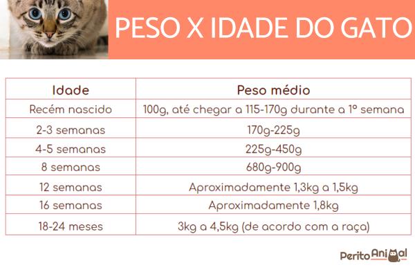 Até quando um gato é filhote? - Tabela de peso dos gatos por idade