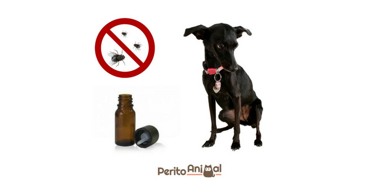 Como espantar as moscas do cachorro