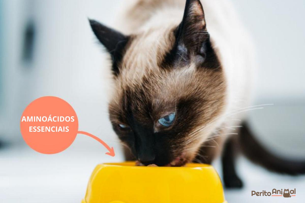 Os 11 aminoácidos essenciais em gatos