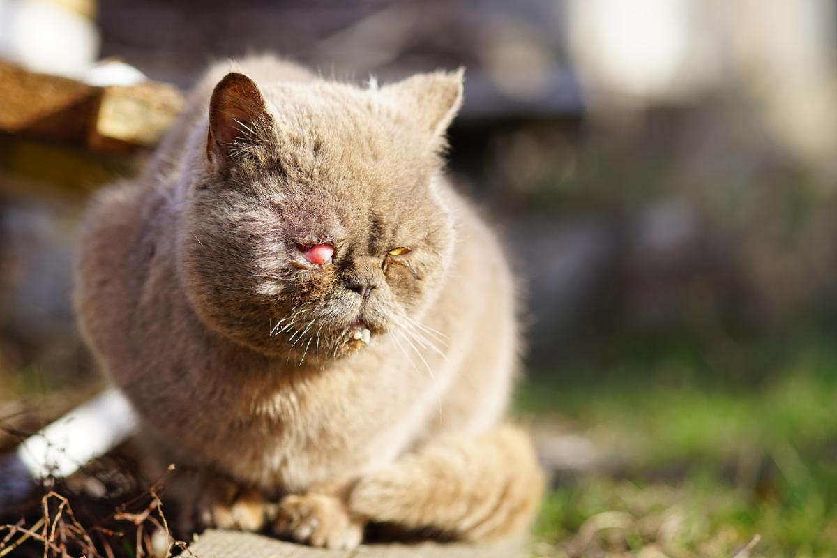 Tipos de tumores em gatos - Sintomas e causas