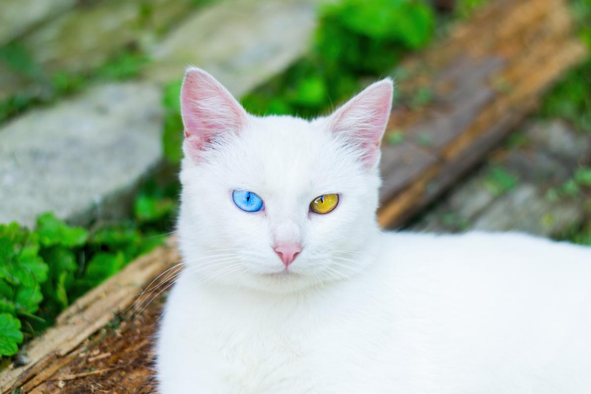 Cuidados com um gato albino