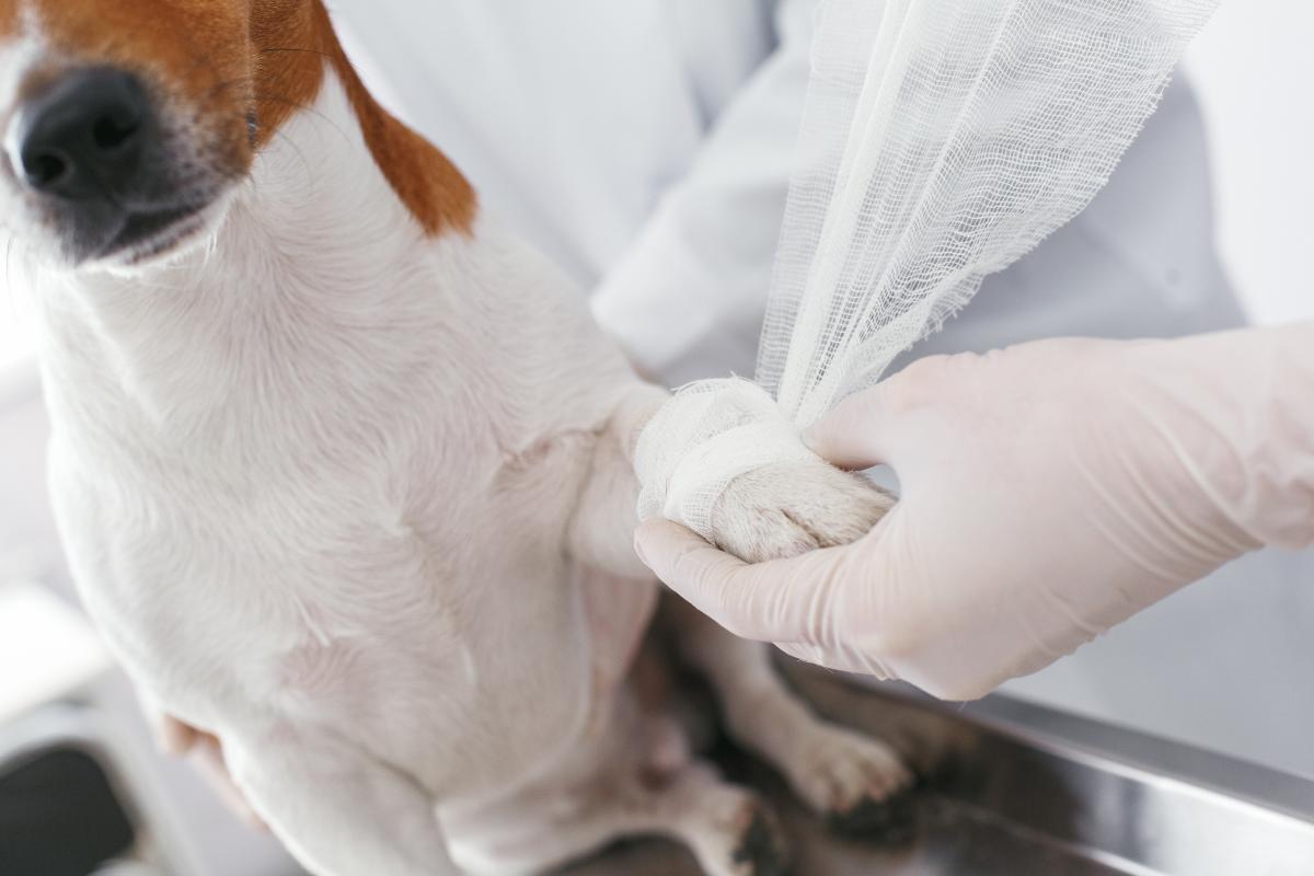 Meu cachorro está mancando, mas não chora: o que pode ser?