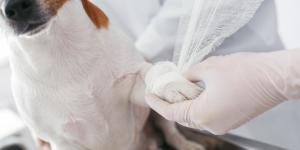 Meu cachorro está mancando, mas não chora: o que pode ser?