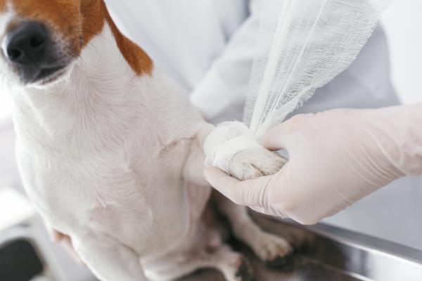 Meu cachorro está mancando, mas não chora: o que pode ser?