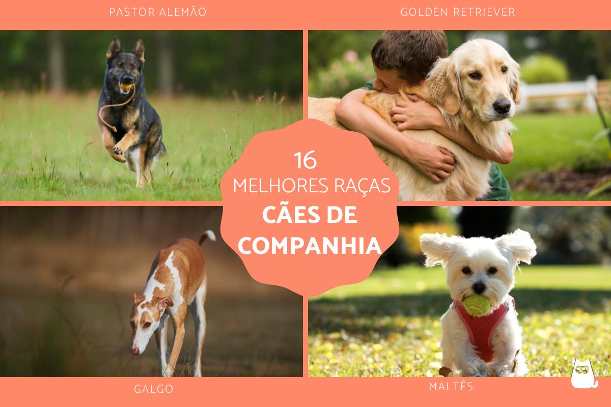 Os melhores cães de companhia