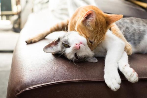 Como fazer dois gatos se darem bem