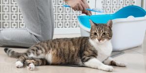 Como não deixar a casa com cheiro de gato?