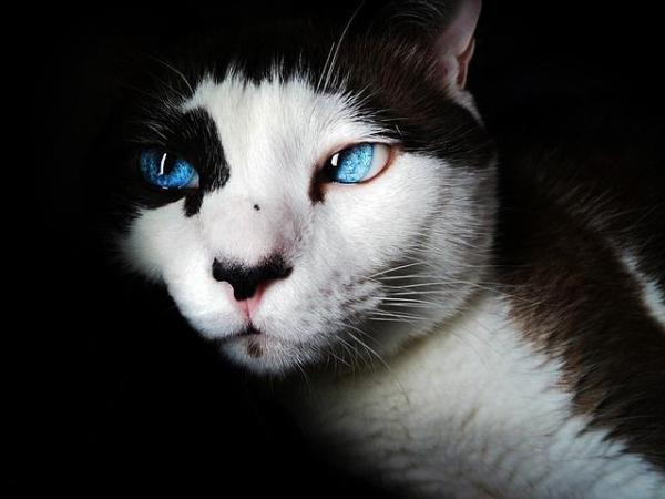 Como os gatos enxergam? - Os gatos não enxergam em preto e branco
