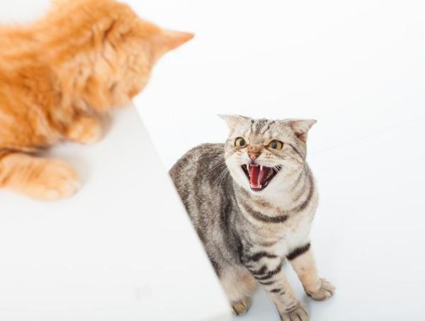 Como fazer dois gatos se darem bem - Por que os gatos brigam?