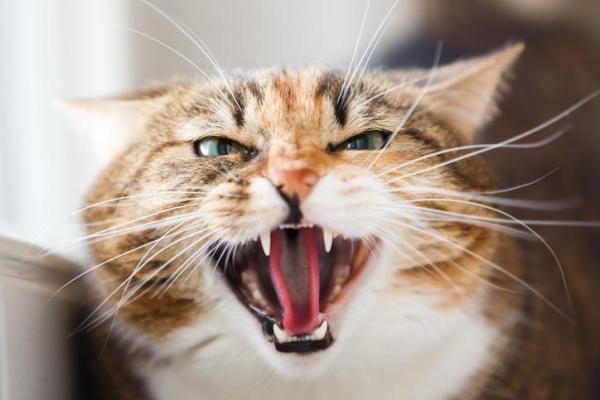 Como fazer dois gatos se darem bem - Problemas de convivência entre gatos