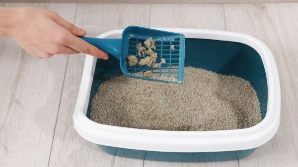 Como não deixar a casa com cheiro de gato? - Truque 1: O segredo para uma caixa de areia limpa e sem odores