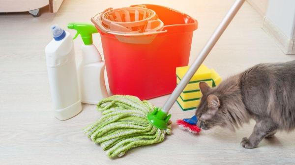 Como não deixar a casa com cheiro de gato? - Truque 2: Adeus às manchas de urina ou vômito com este método fácil