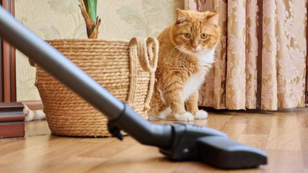 Como não deixar a casa com cheiro de gato? - Truque 3: Ambiente sempre fresco