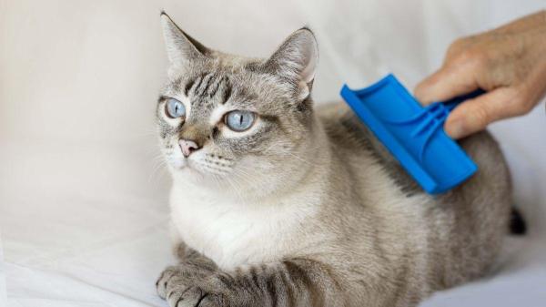 Como não deixar a casa com cheiro de gato? - Truque 5: Gato sempre limpo, casa sem cheiro