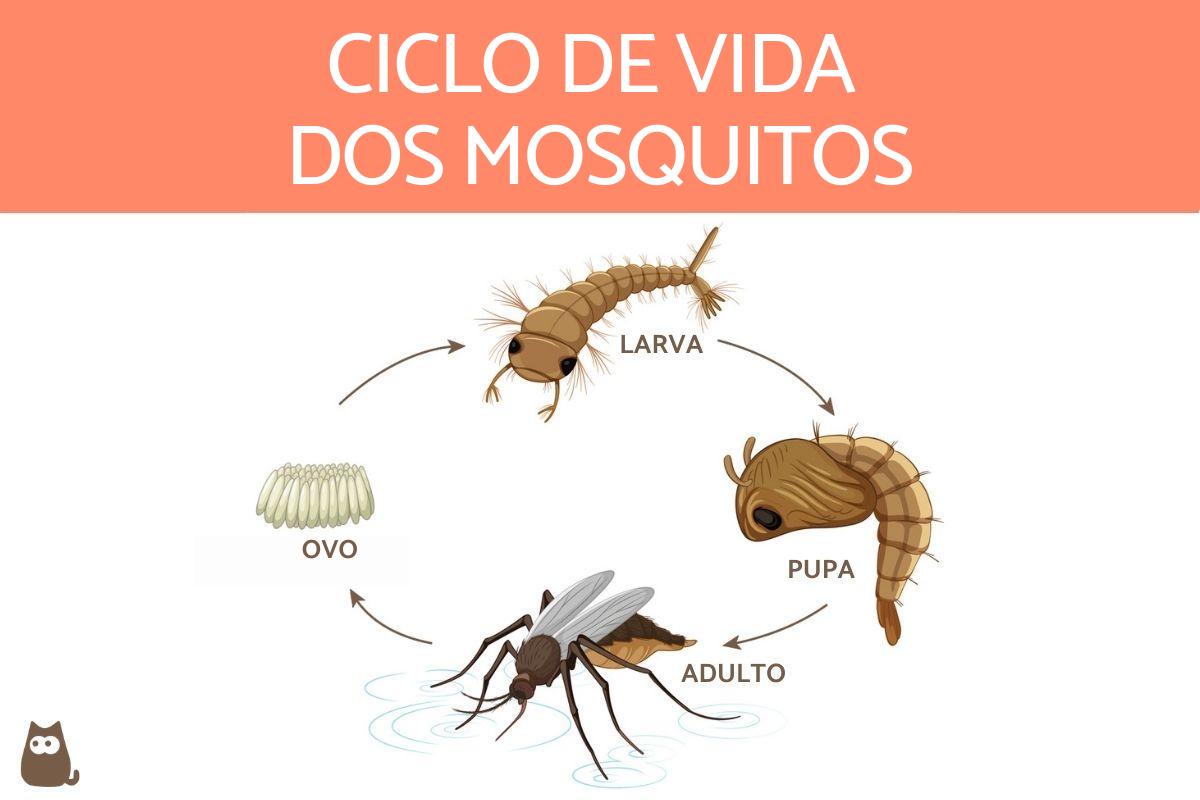 Como os mosquitos se reproduzem?