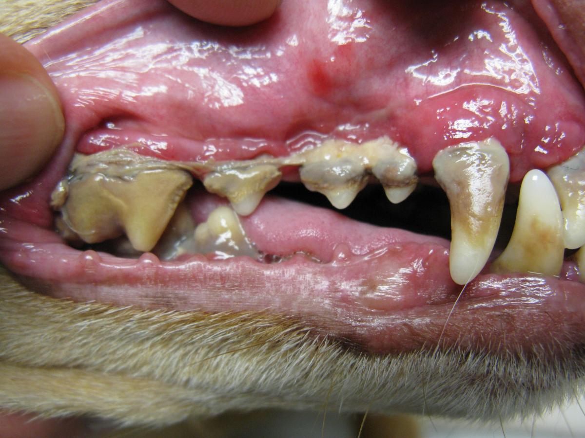 Doença periodontal em gatos - Tratamento e prevenção