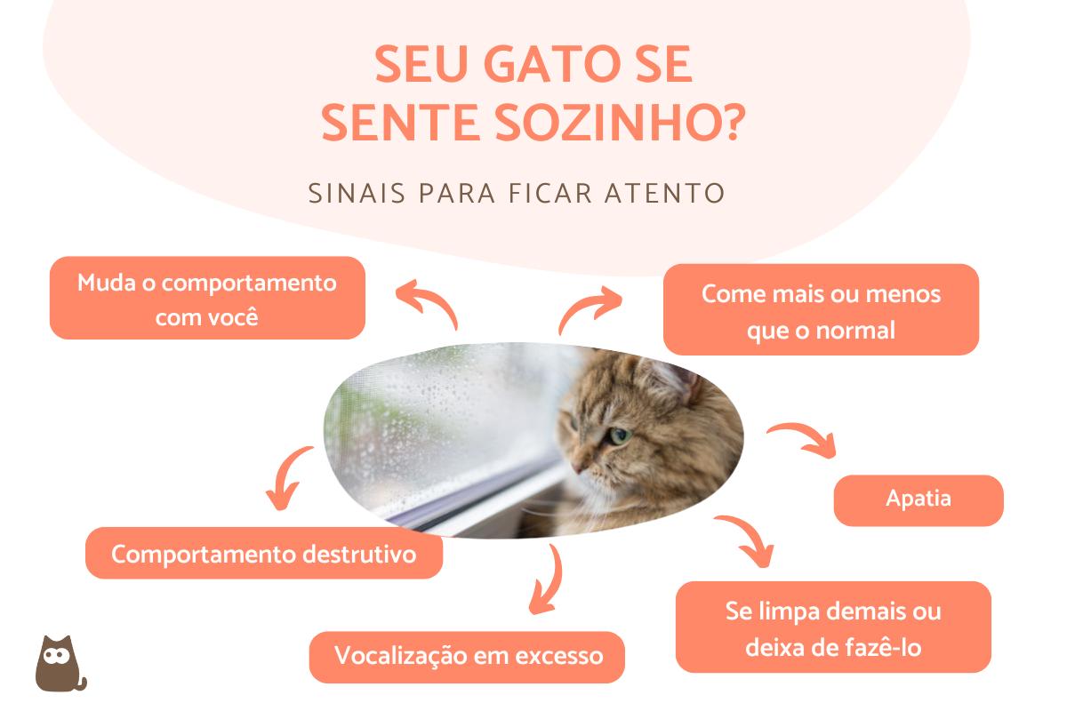 Como saber se o gato está se sentindo solitário?