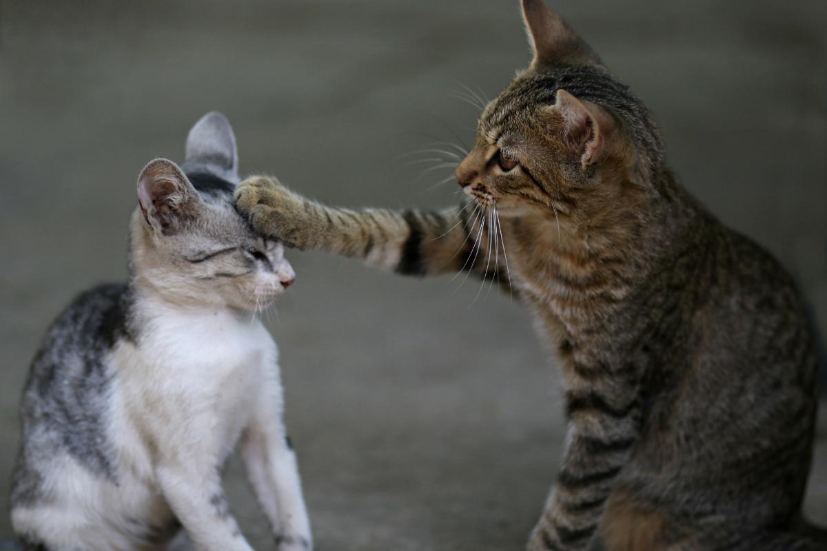 Como socializar gatos adultos