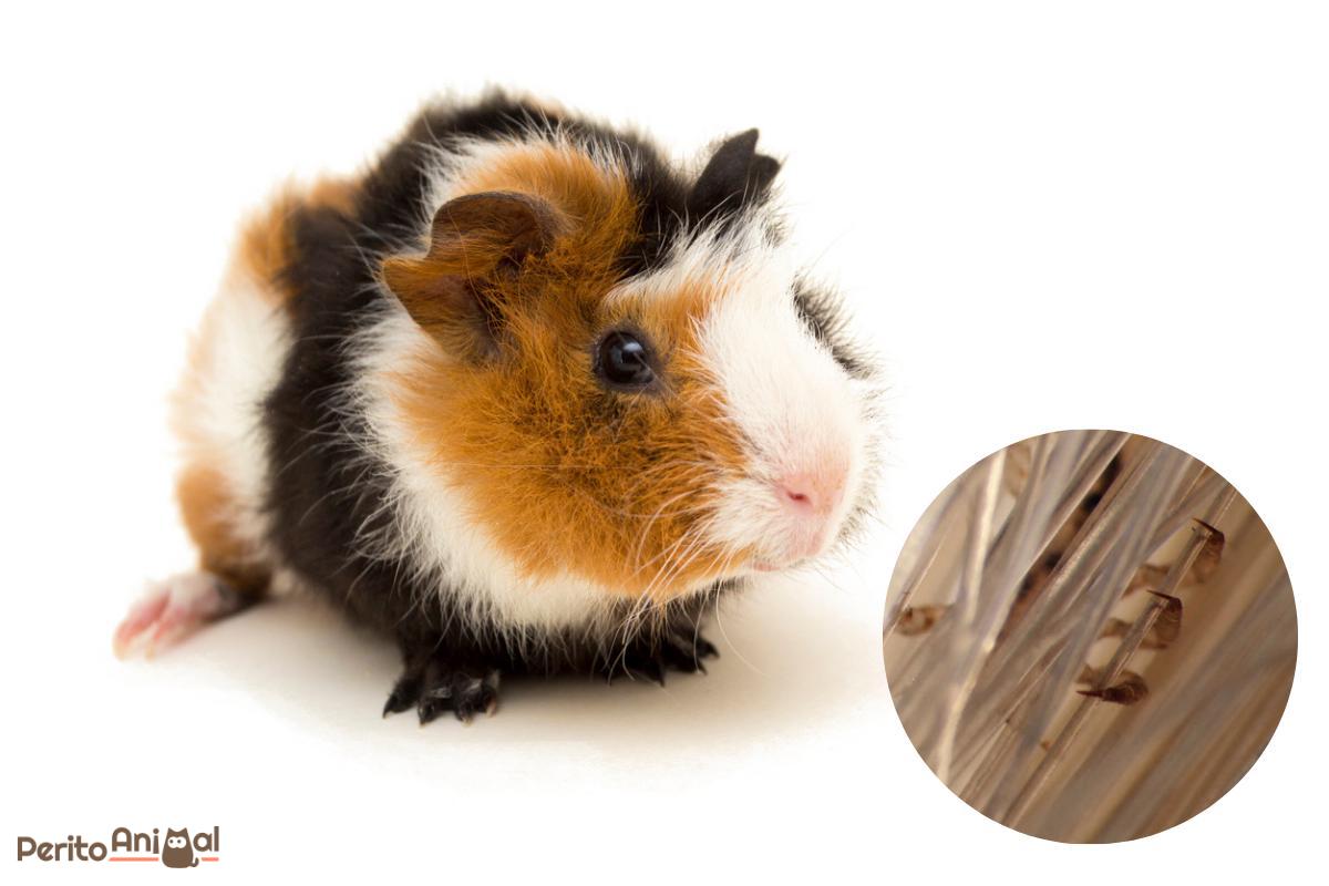 Piolhos em porquinhos-da-índia - Sintomas e tratamento