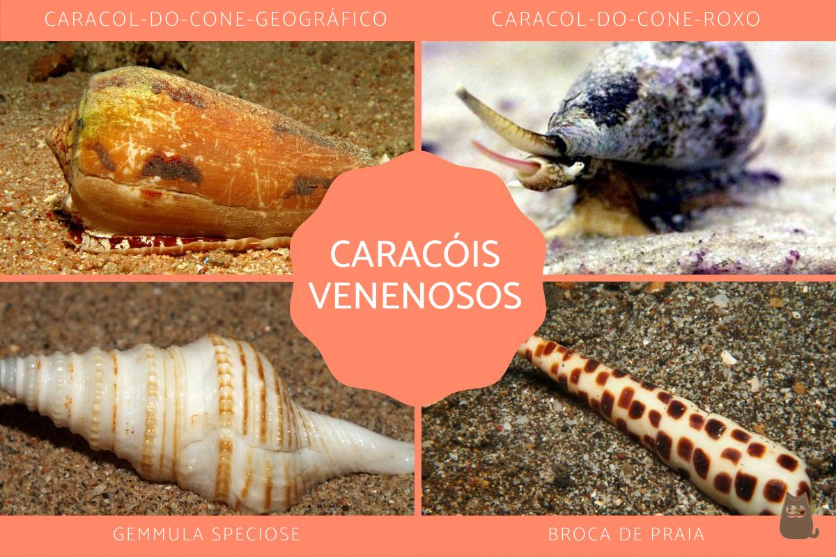 Tipos de caracóis venenosos
