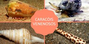 Tipos de caracóis venenosos