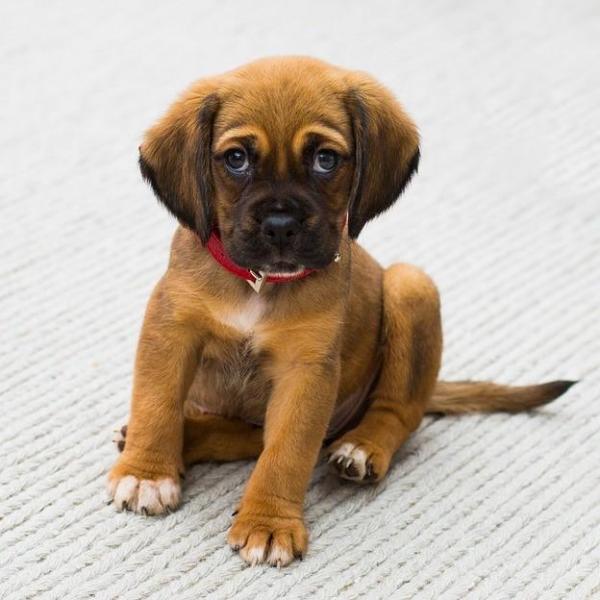 10 coisas que podem matar o seu cachorro