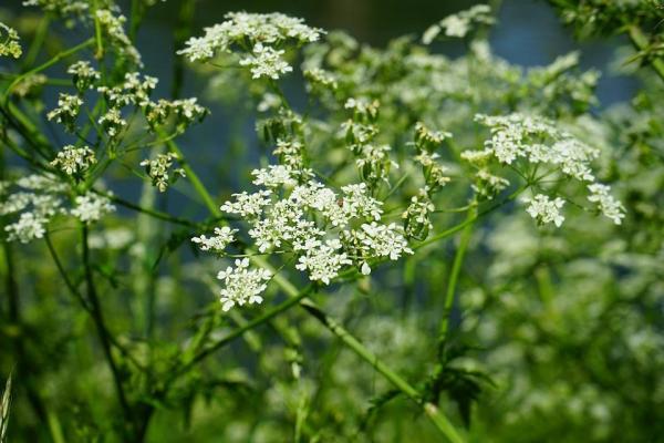 10 coisas que podem matar o seu cachorro - 10. Plantas ornamentais