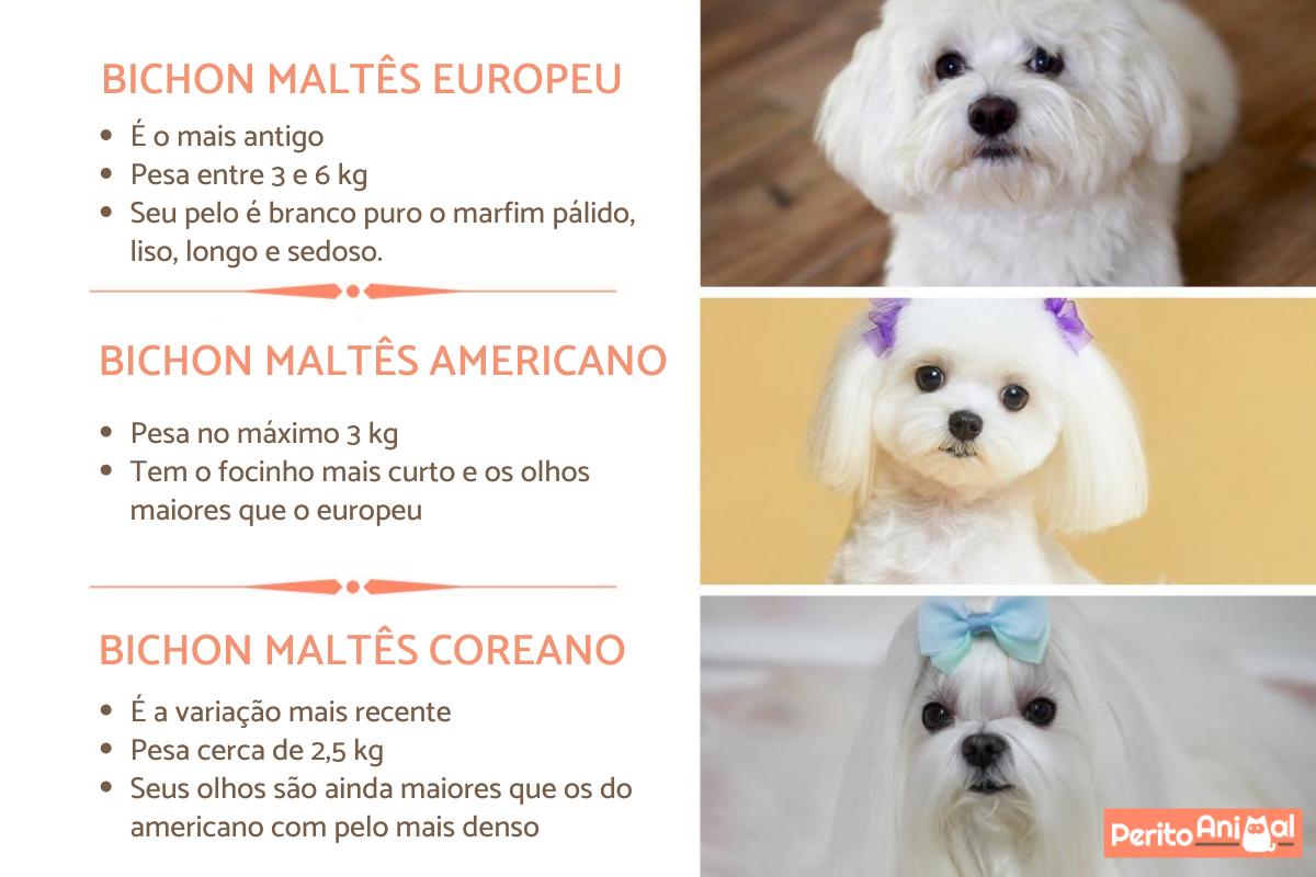 Diferenças entre o bichon maltês americano, coreano e europeu