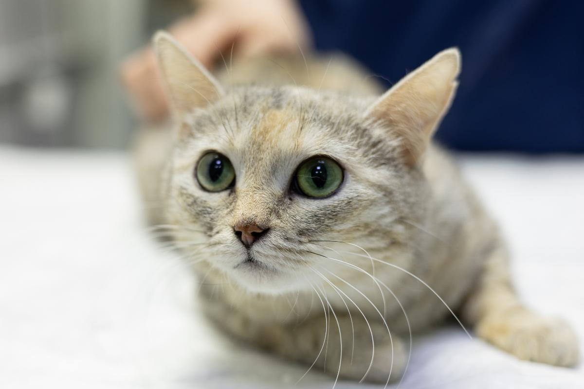 Corrimento marrom em gatas: causas e tratamento