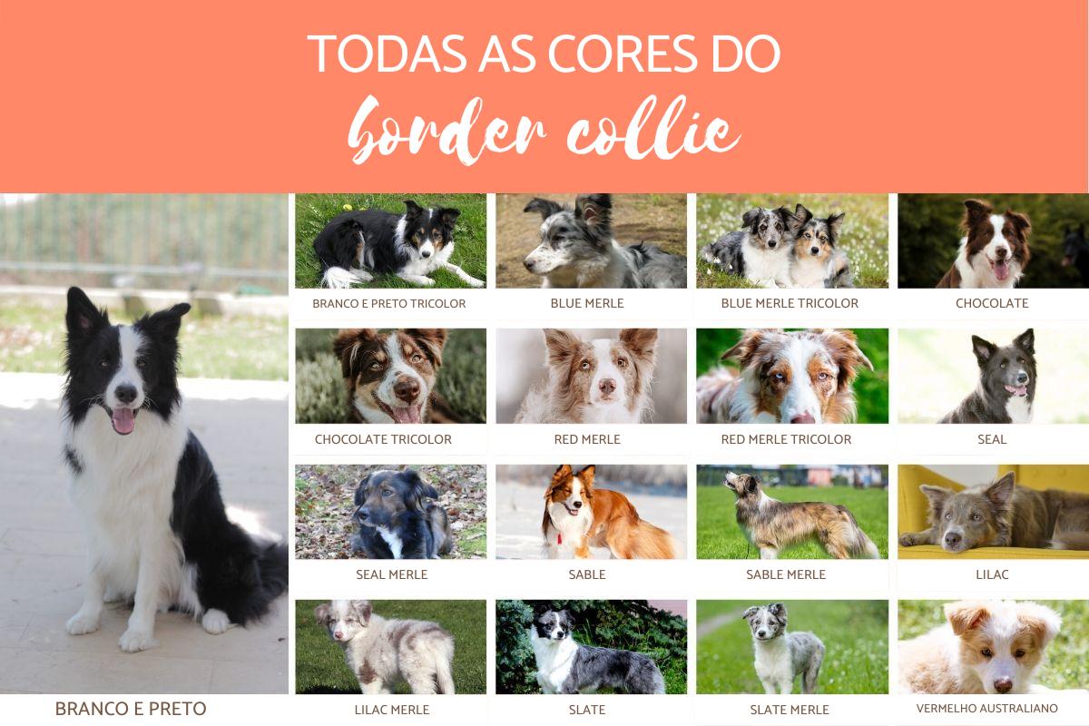 Cores do Border Collie