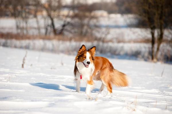 Cores do Border Collie -