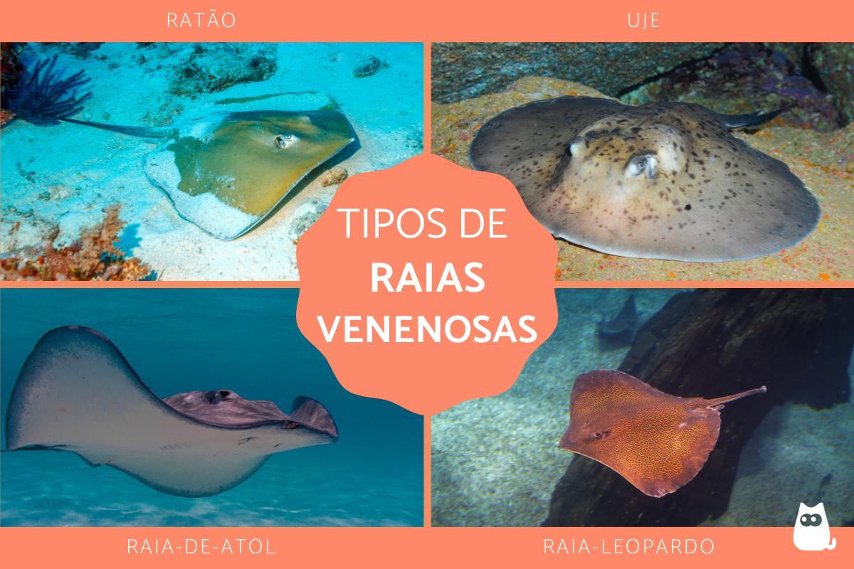Raias venenosas: tipos e picadas