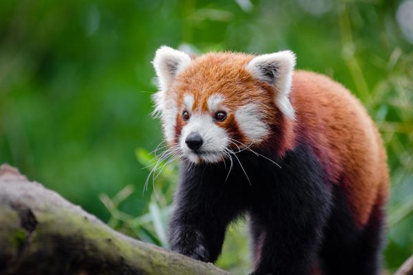 Curiosidades sobre pandas - 14. O panda-vermelho não é um urso!