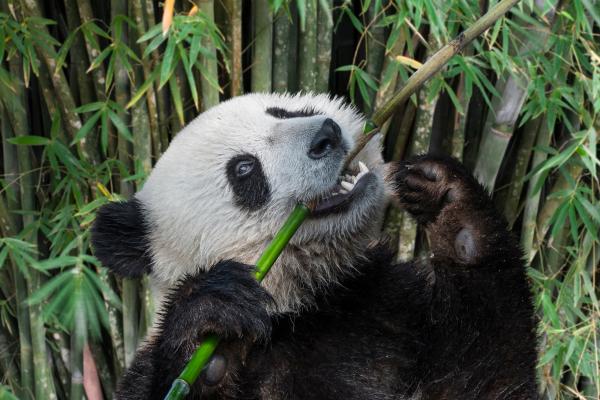 Curiosidades sobre pandas - 3. Pandas adultos podem fazer quase 30 kg de cocô em um dia