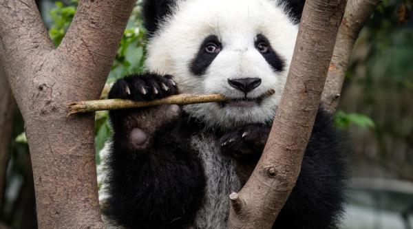 Curiosidades sobre pandas - 5. Por que os pandas-gigantes têm seis dedos?
